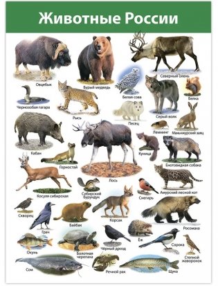 Комплект плакатов "Животные мира" фото книги 8