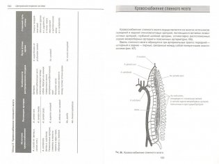 Анатомия нервной системы и органов чувств. Учебное пособие фото книги 7