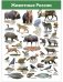 Комплект плакатов "Животные мира" фото книги маленькое 9