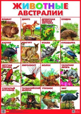 Животные Австралии. Плакат фото книги