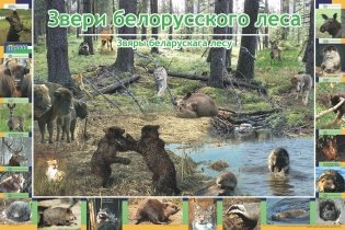 Плакат. Звери белорусского леса фото книги