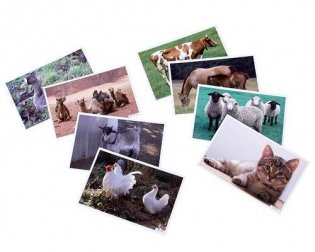 Расскажите детям о домашних животных. Карточки для занятий в детском саду и дома. 3-7 лет фото книги 2