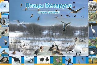 Плакат. Птицы Беларуси фото книги